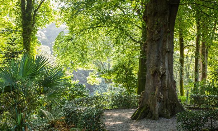 The Jungle at Plas Cadnant, Summer by Will Fuller